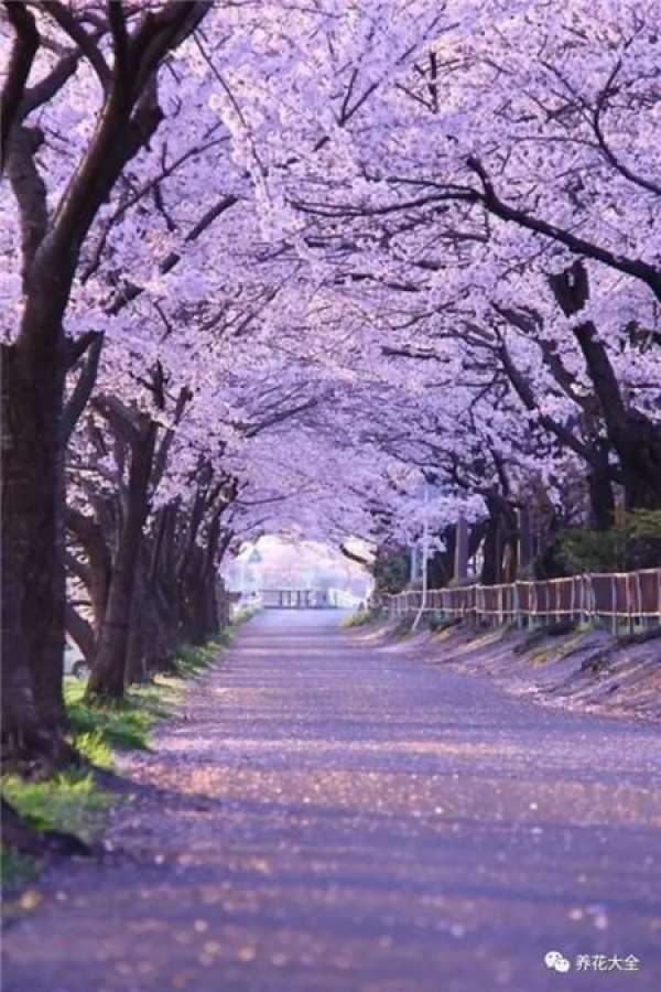 The sky is covered with flowers.