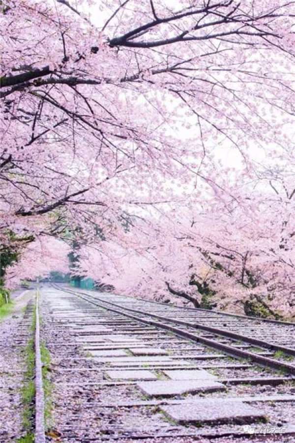 The sky is covered with flowers.