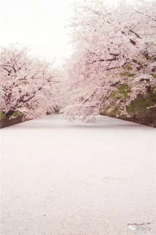 The sky is covered with flowers.
