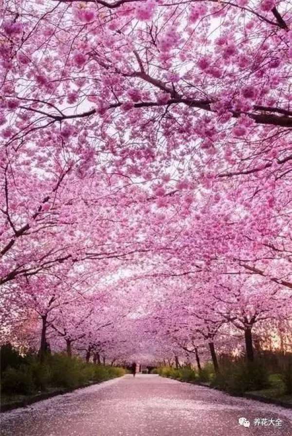The sky is covered with flowers.