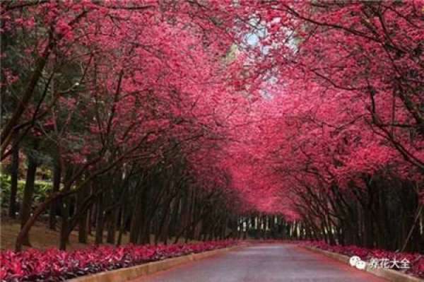 The sky is covered with flowers.