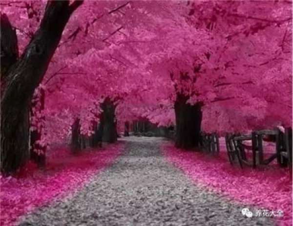 The sky is covered with flowers.