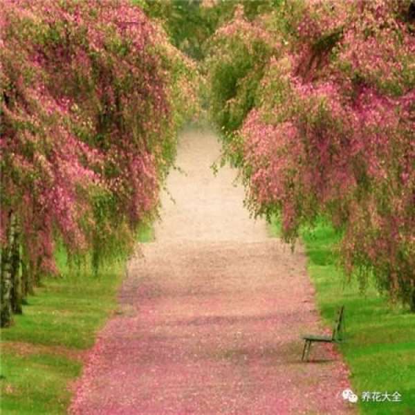 The sky is covered with flowers.