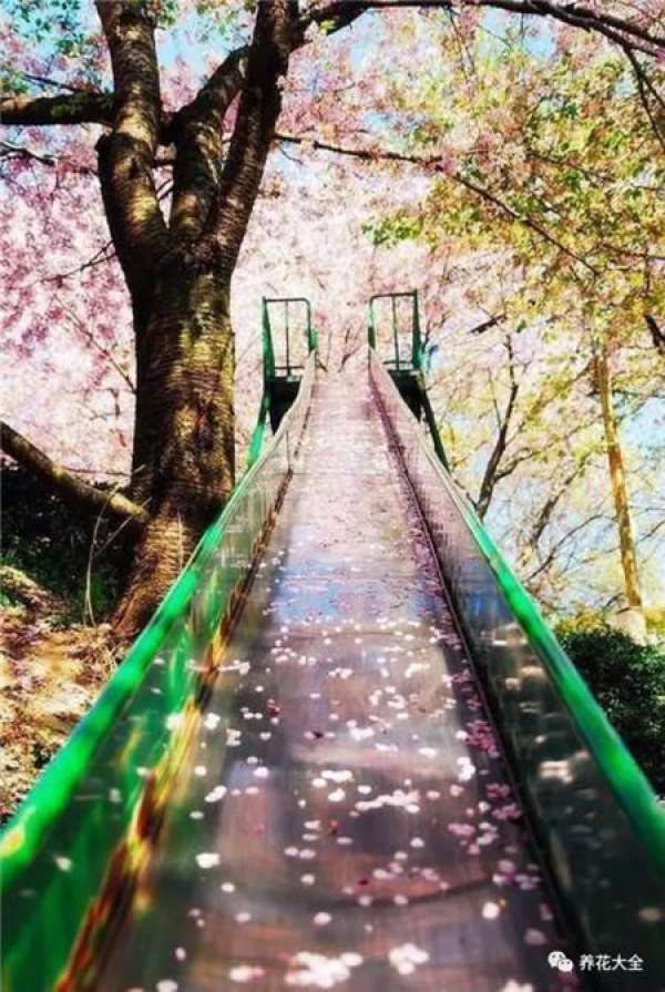 The sky is covered with flowers.
