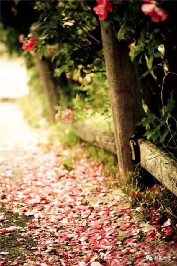 The sky is covered with flowers.