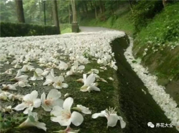 The sky is covered with flowers.