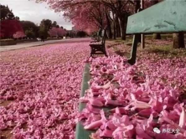 The sky is covered with flowers.