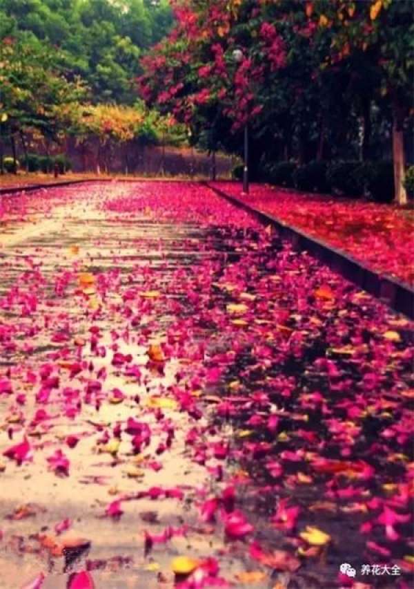 The sky is covered with flowers.