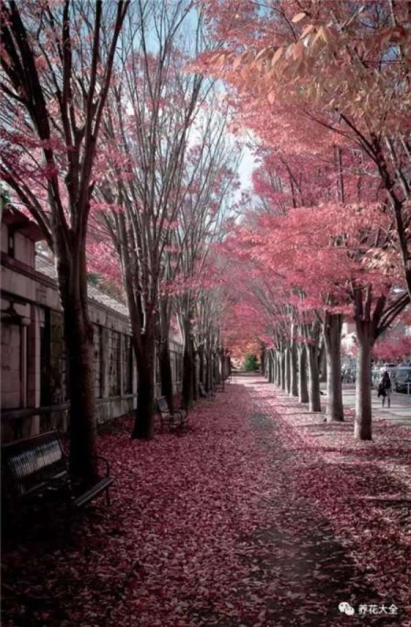 The sky is covered with flowers.