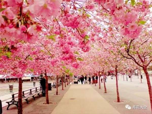 The sky is covered with flowers.