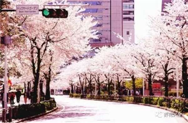 The sky is covered with flowers.