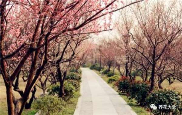 The sky is covered with flowers.