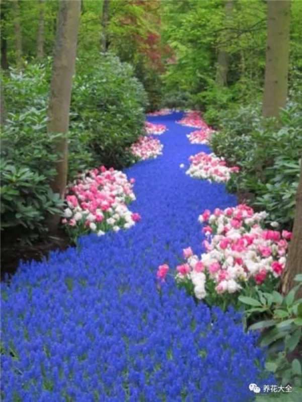 The sky is covered with flowers.