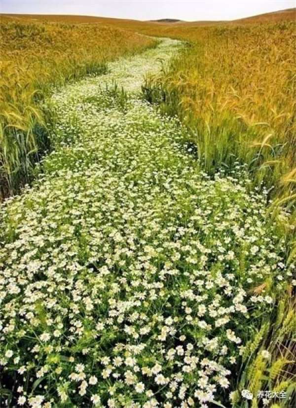 The sky is covered with flowers.