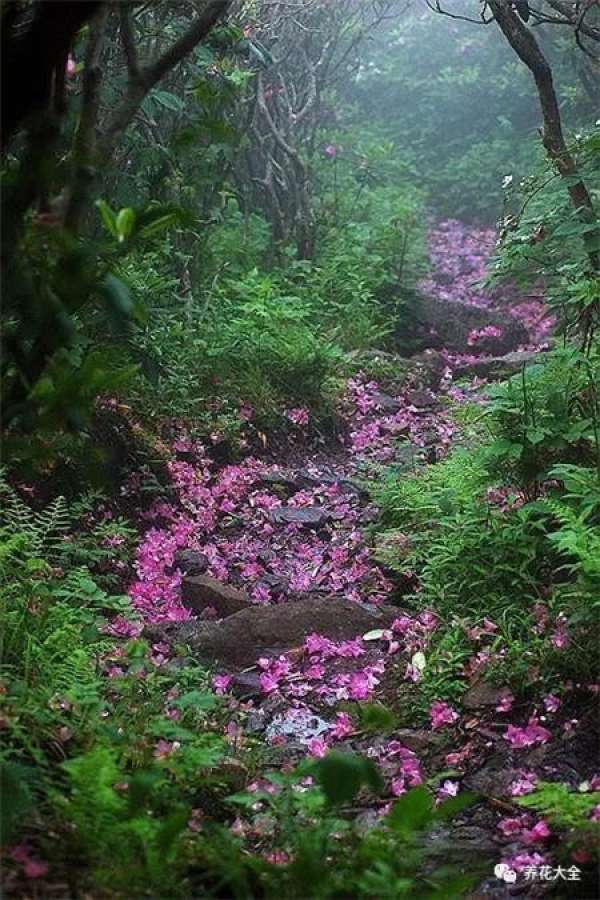 The sky is covered with flowers.