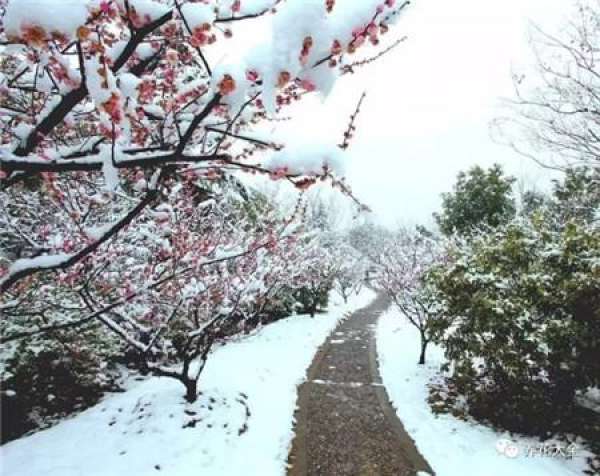 The sky is covered with flowers.