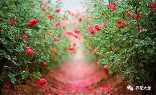 flowers in the sky