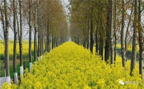 The Endless Road