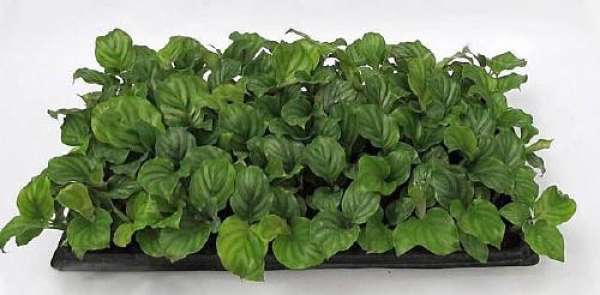 Cutting Propagation of Maranta rotundifolia