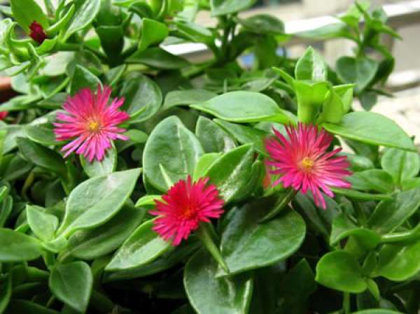 What is the difference between peony chlorophytum and Panax notoginseng?