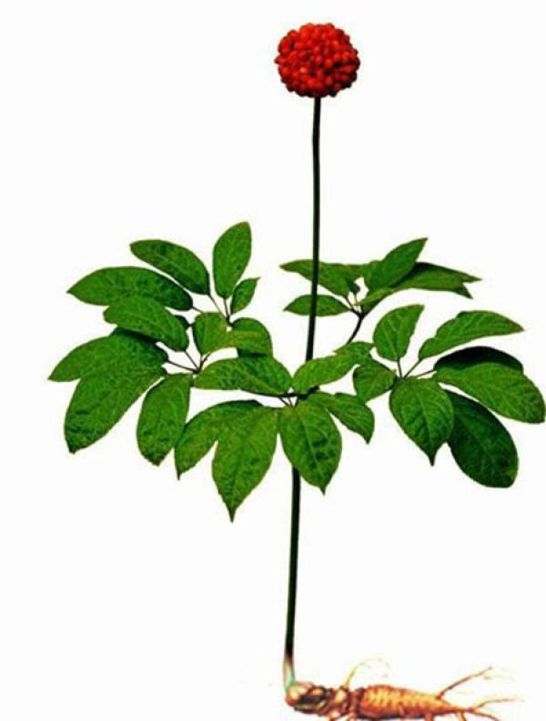 What is the difference between peony chlorophytum and Panax notoginseng?