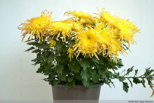 Spring Chrysanthemum