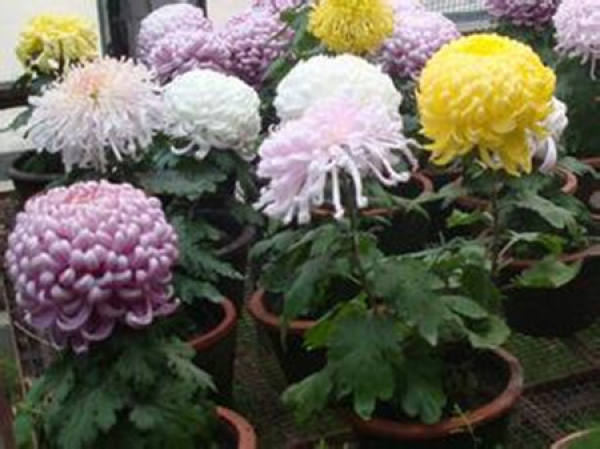 Chrysanthemums blossom in the Spring Festival.