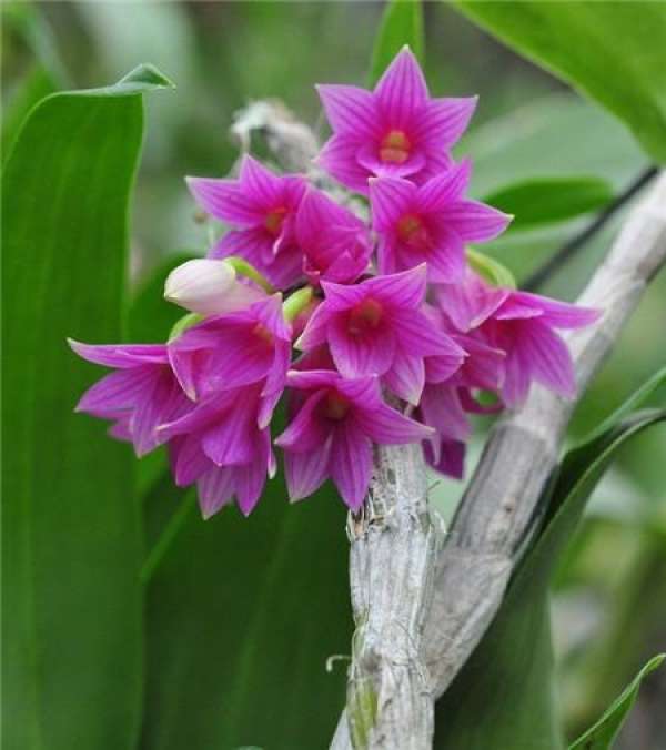 Flowering period of Dendrobium moniliforme