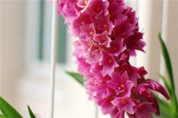 Flowering period of Dendrobium moniliforme
