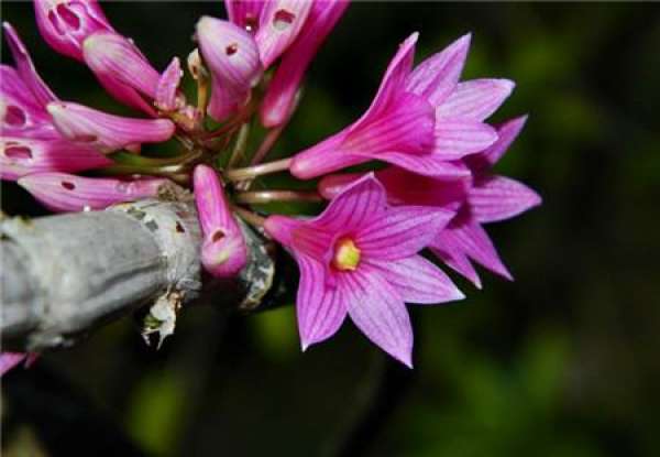florescence of Dendrobium candidum