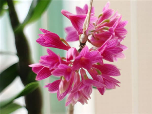 florescence of Dendrobium candidum