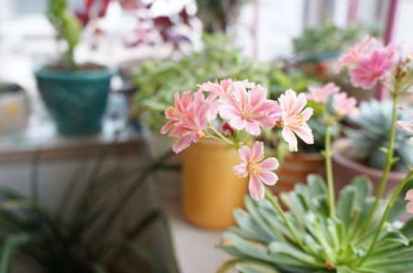 flowering period of Dewei