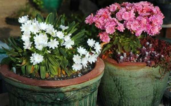 The Flower Language of Luwei Flower