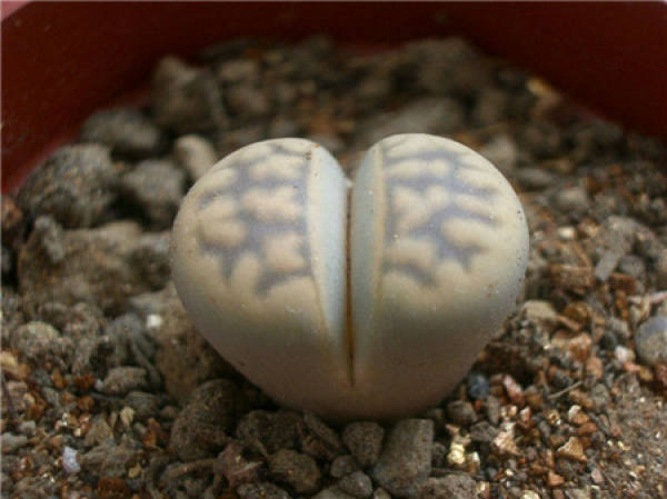 Does the living stone flower need to be rooted?