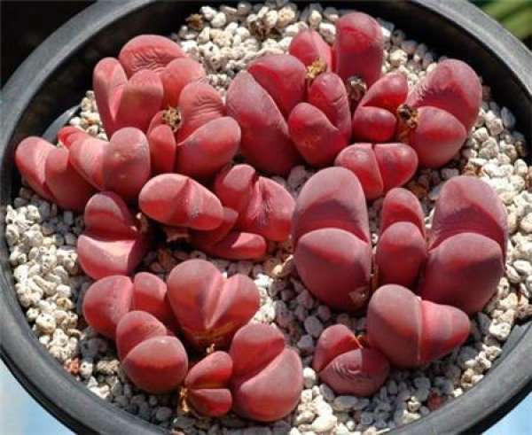Points for attention in root pruning of raw stone flower