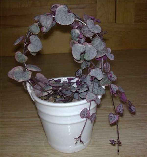 how to change the basin of love vine