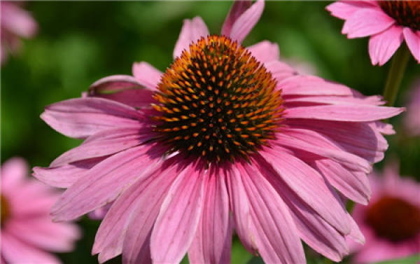 Flowering period of Echinacea