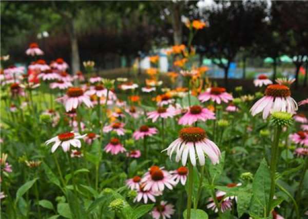 Flowering period of Echinacea