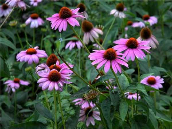 Method for controlling flowering period of Echinacea