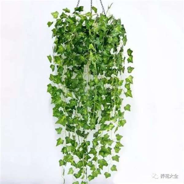 Green dill