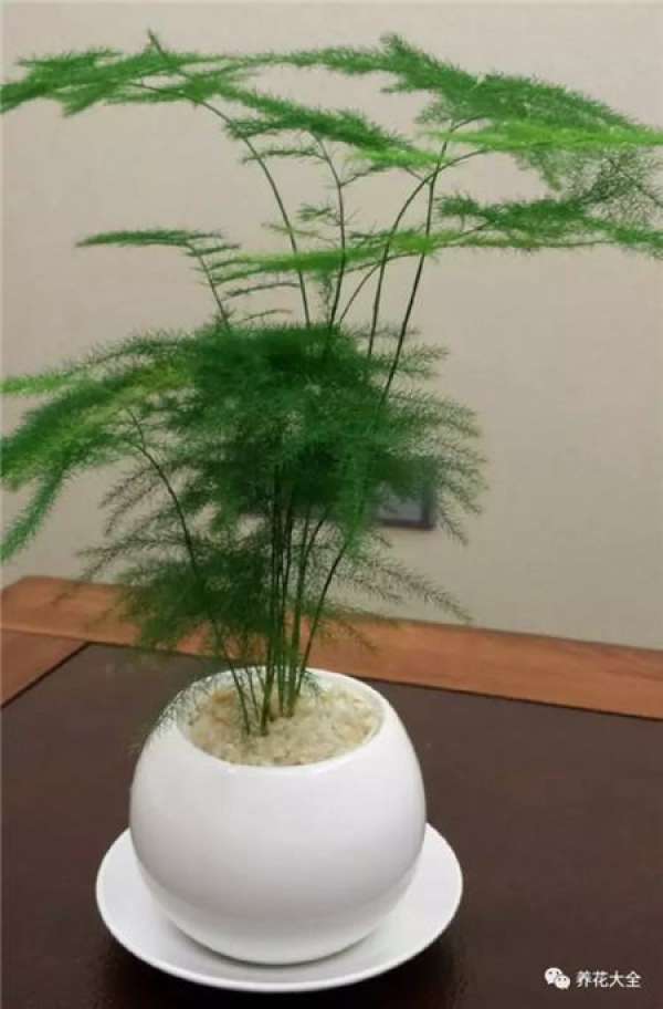 Green dill