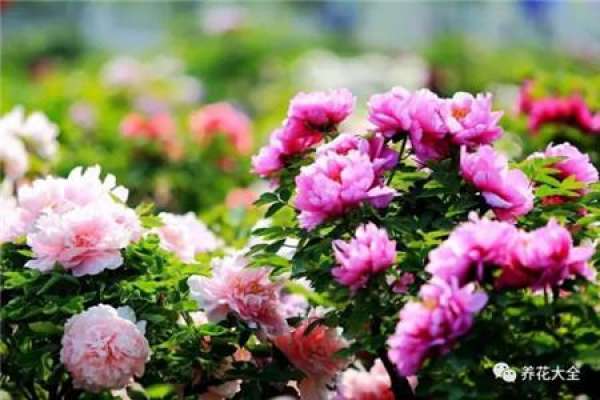 Peony