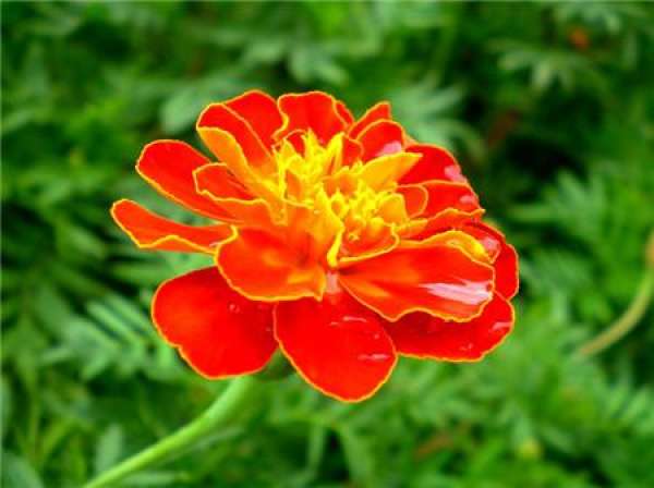 Matters needing attention in cultivation of Tagetes patula