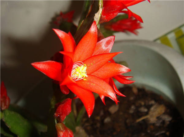 Matters needing attention in cultivation of false epiphyllum