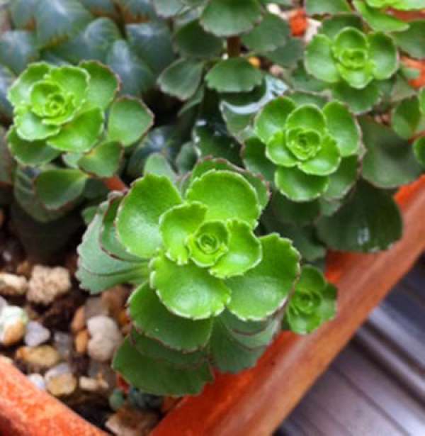 Main Propagation Methods of Rose Bulb