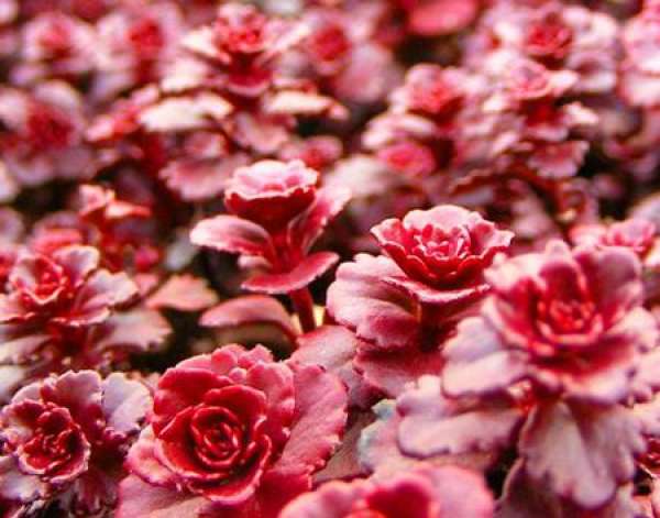 Main Propagation Methods of Rose Bulb