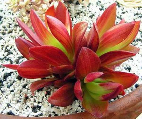 Blossom of fire sacrifice