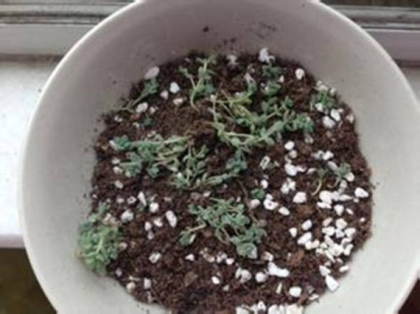 Sowing propagation of Hydnocarpus pulcherrimus