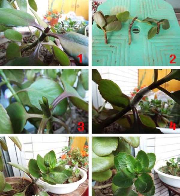 grafting method of longevity flower