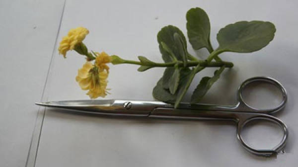 Maintenance of grafting of Kalanchoe blossfeldiana